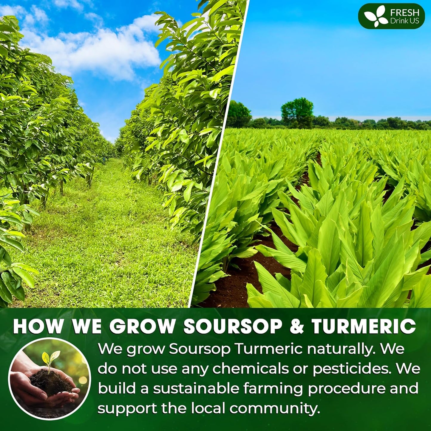 FreshDrinkUS, Premium 25 Tea Bags Soursop Turmeric, 100% Natural, Blend of Soursop Leaves, and Turmeric Root. Made with Natural Material Tea Bags. No Sugar, Vegan.