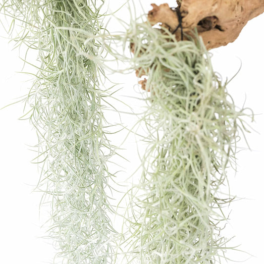 6 Pack Thick Colombian Spanish Moss Live Strands with Wire Hook - Tillandsia Usneiodes - Live Tillandsia Succulent House Plants - Home and Garden Decor - Easy Care Indoor and Outdoor Plants