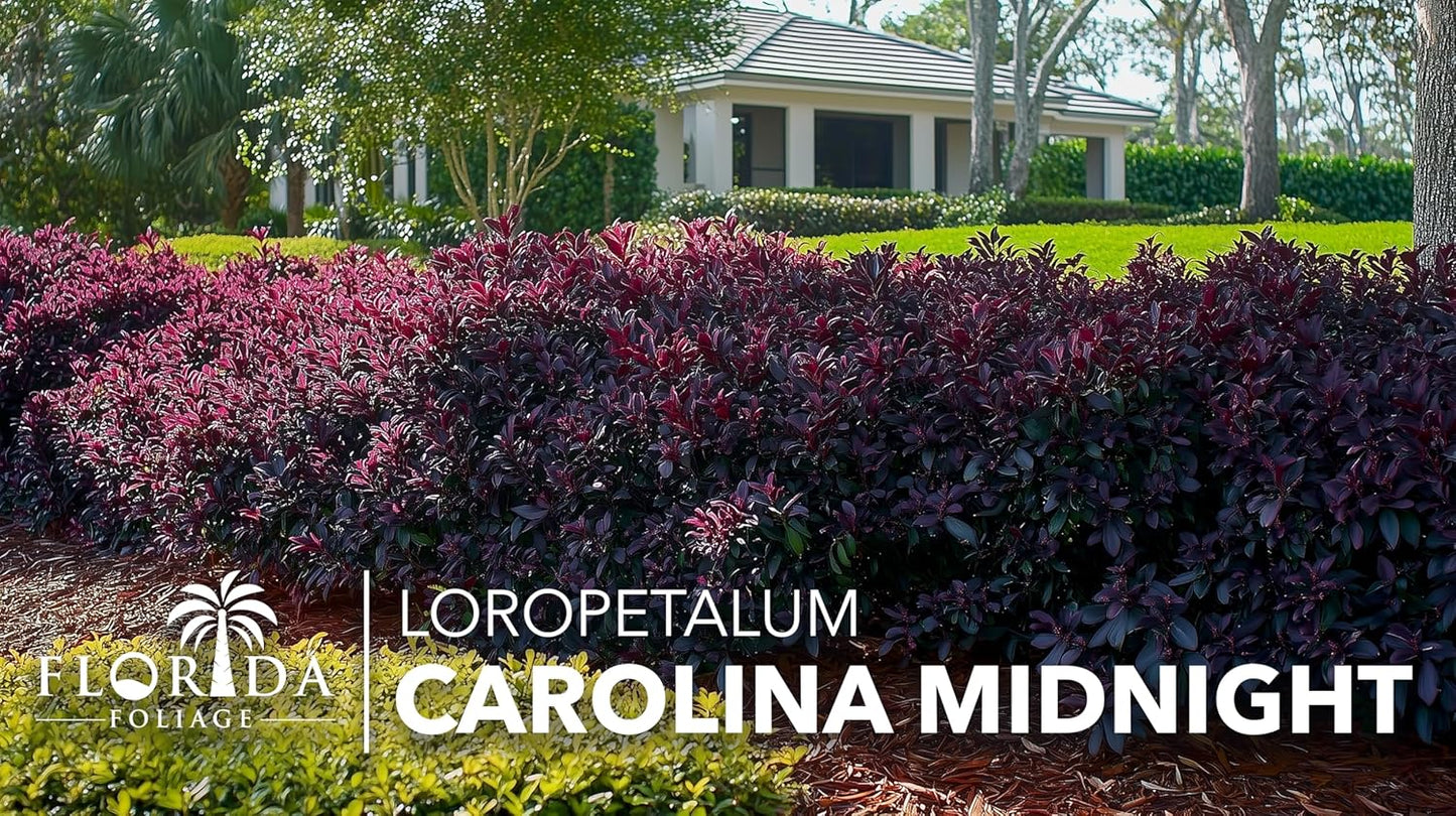 Loropetalum Carolina Midnight | 10 Live Plants | Loropetalum Chinense | Purple Foliage Shrub | Ornamental Landscape Bush | Fast Growing Plants