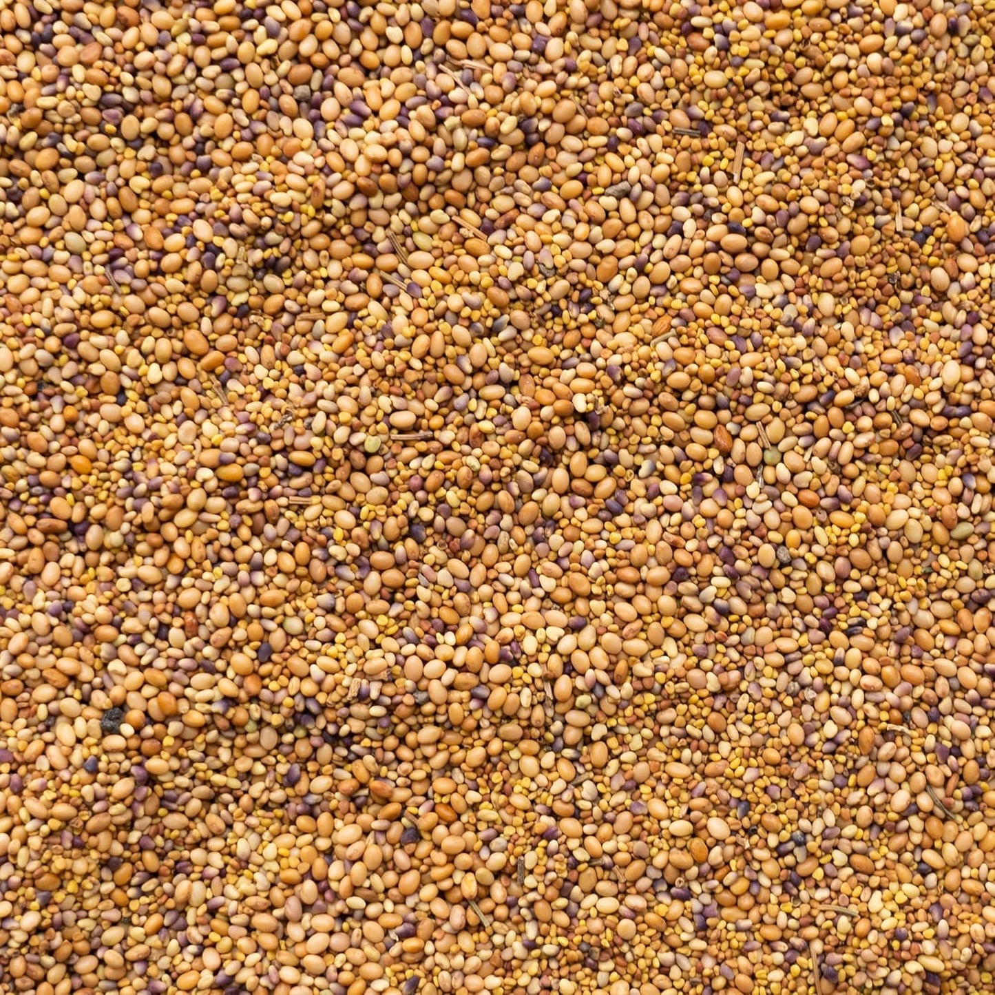 Clover Trio Seed Blend – Premium 1 Lb ~179,200 Seeds – Red, White & Crimson Clover – Cover Crop & Soil Enrichment Mix