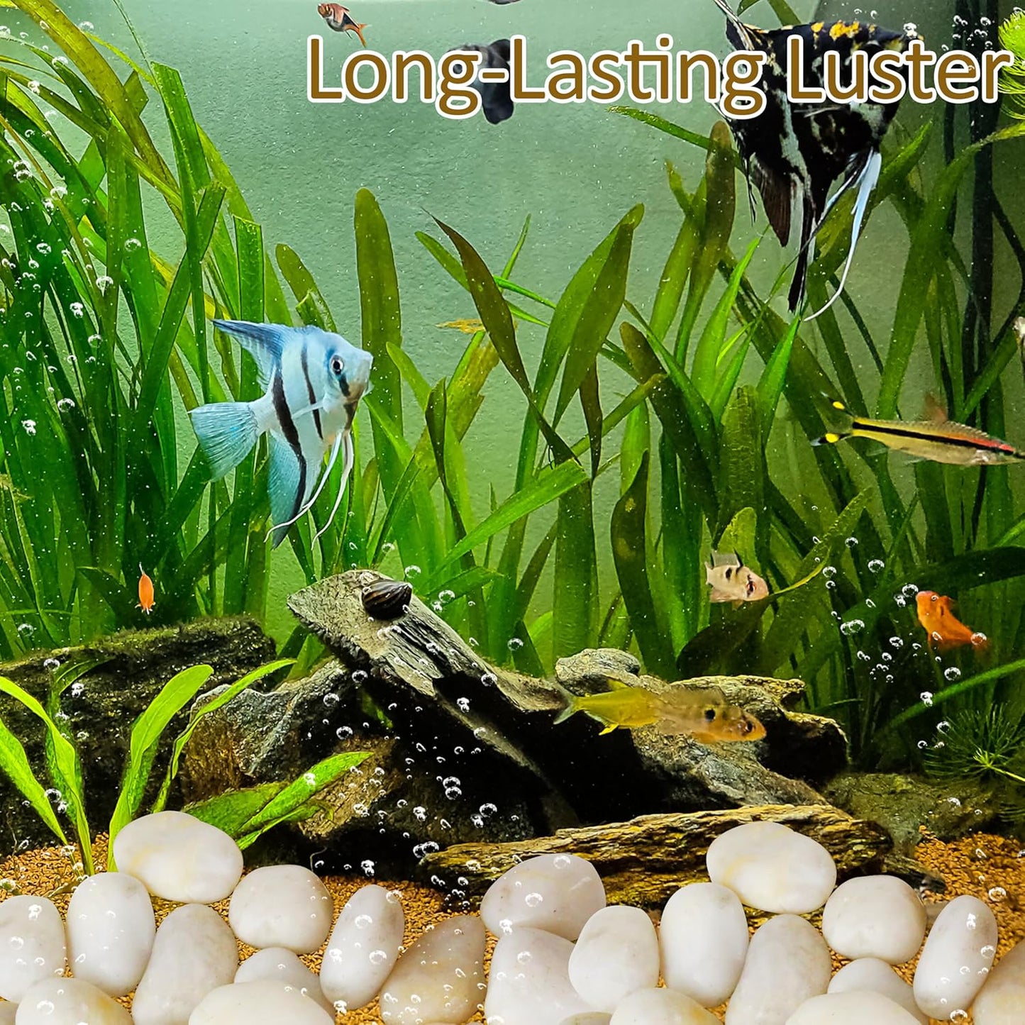 Sunnyglade 18 LBS White River Rocks, 2-3 Inch Natural Pebbles for Indoor Plants, High Polished Decorative Stones Vase Filler Fish Tank Aquariums Landscaping Garden Outdoor and Indoor DIY (18 Pounds)