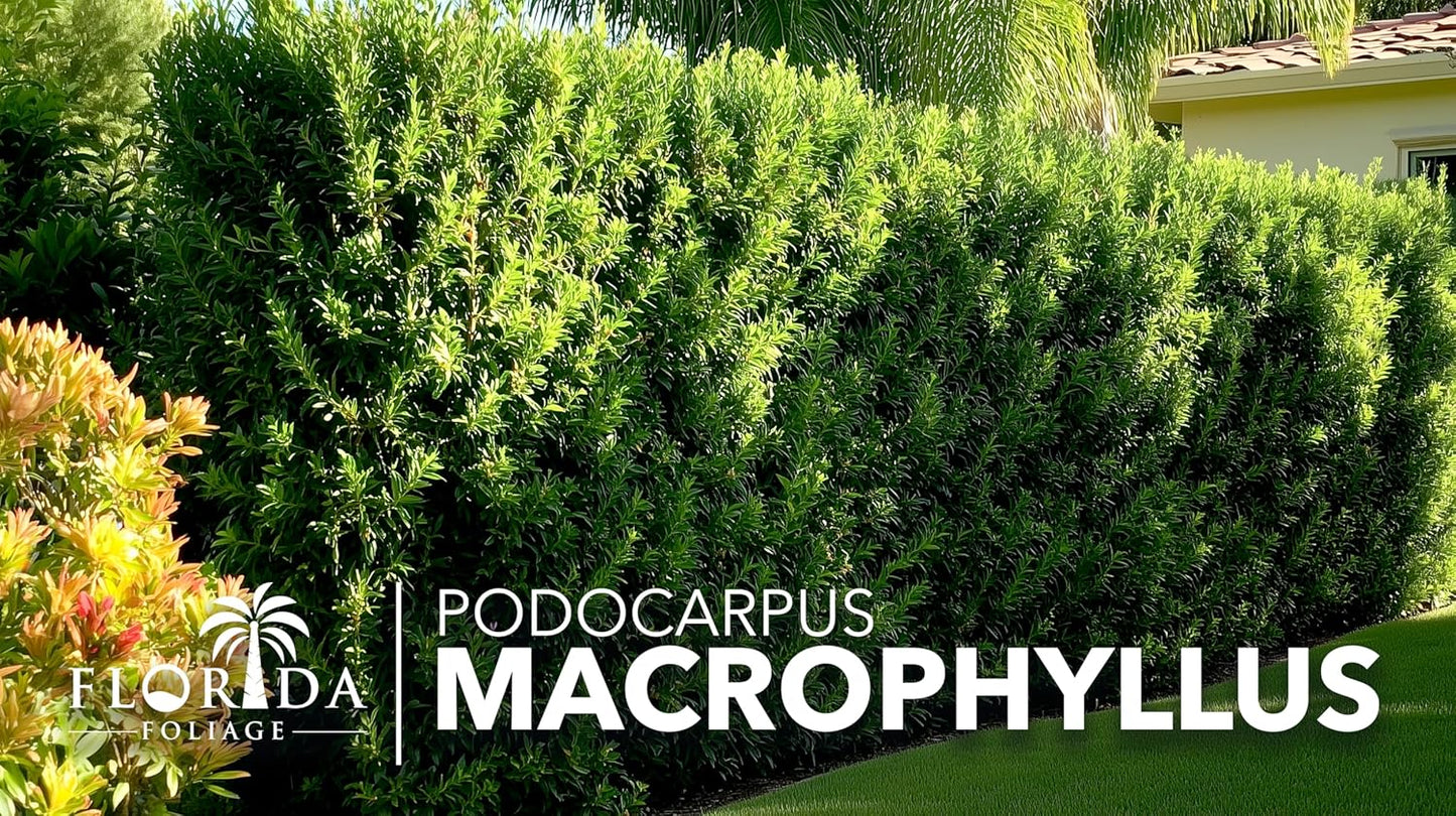 Podocarpus Macrophyllus Japanese Yew | 30 Live Plants | Podocarpus macrophyllus | Privacy Hedge Shrub | Evergreen Landscaping Plants for Gardens & Borders
