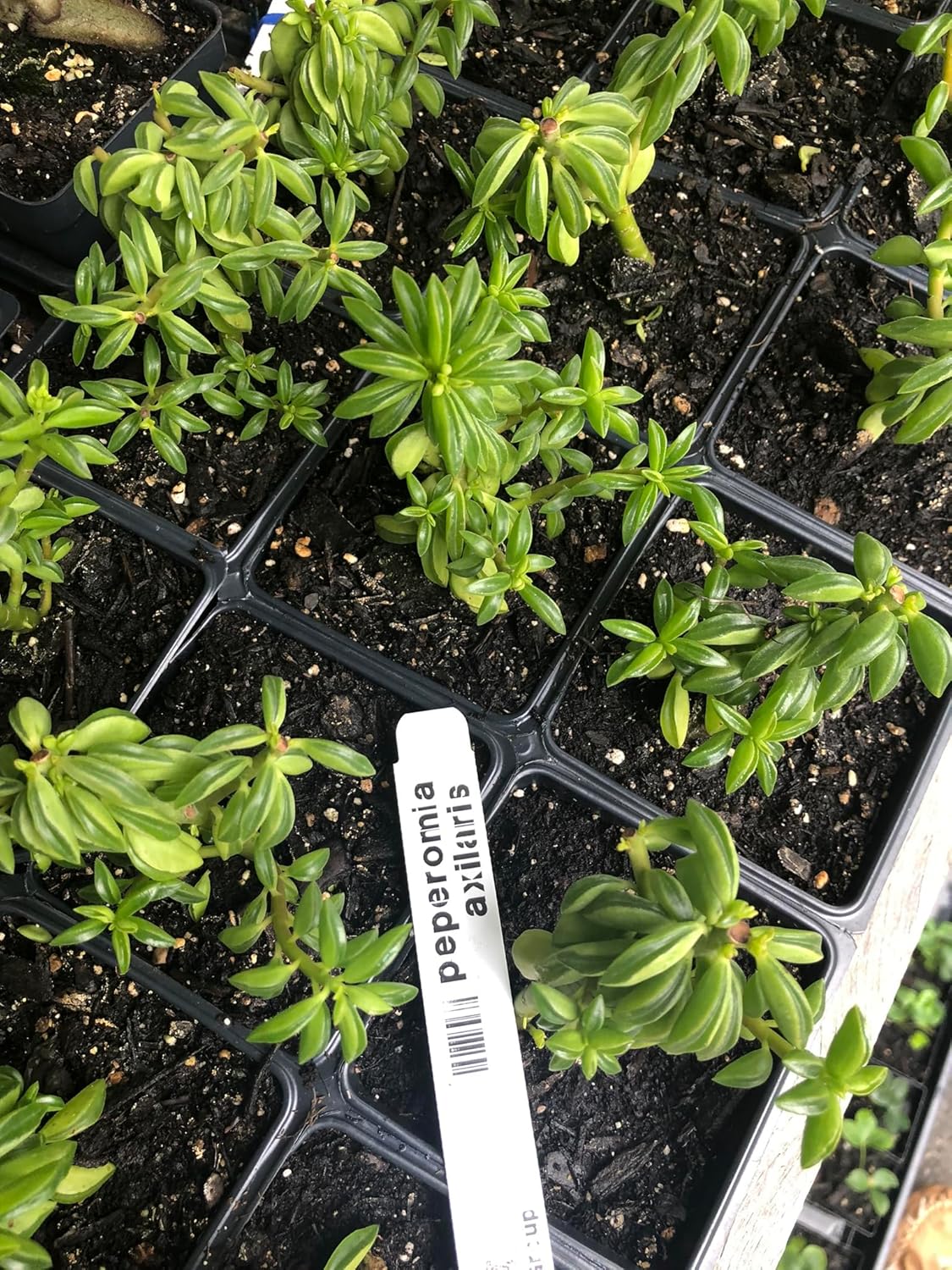 Smoke Camp Crafts Live Organic Succulent Taco Plant (Peperomia axillaris) in 2.5-inch Pot - Exotic House Plant for DIY Projects and Home Office Desk Decor