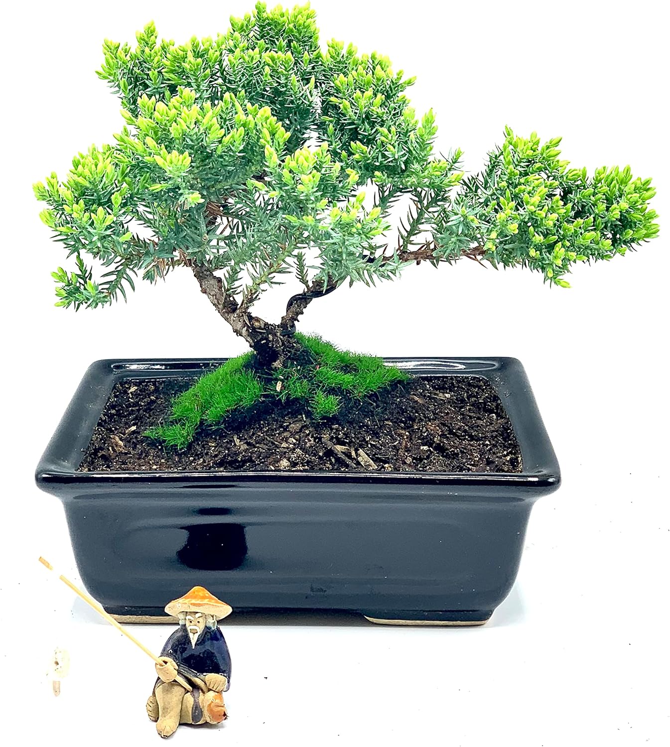 Live Dwarf Juniper Bonsai Tree About 6 Years Old with Cute Ceramic Fisherman | Juniper Bonsai Tree | Indoor/Outdoor | 100% Handcrafted| Home and Office Décor | Best Gift for Holiday