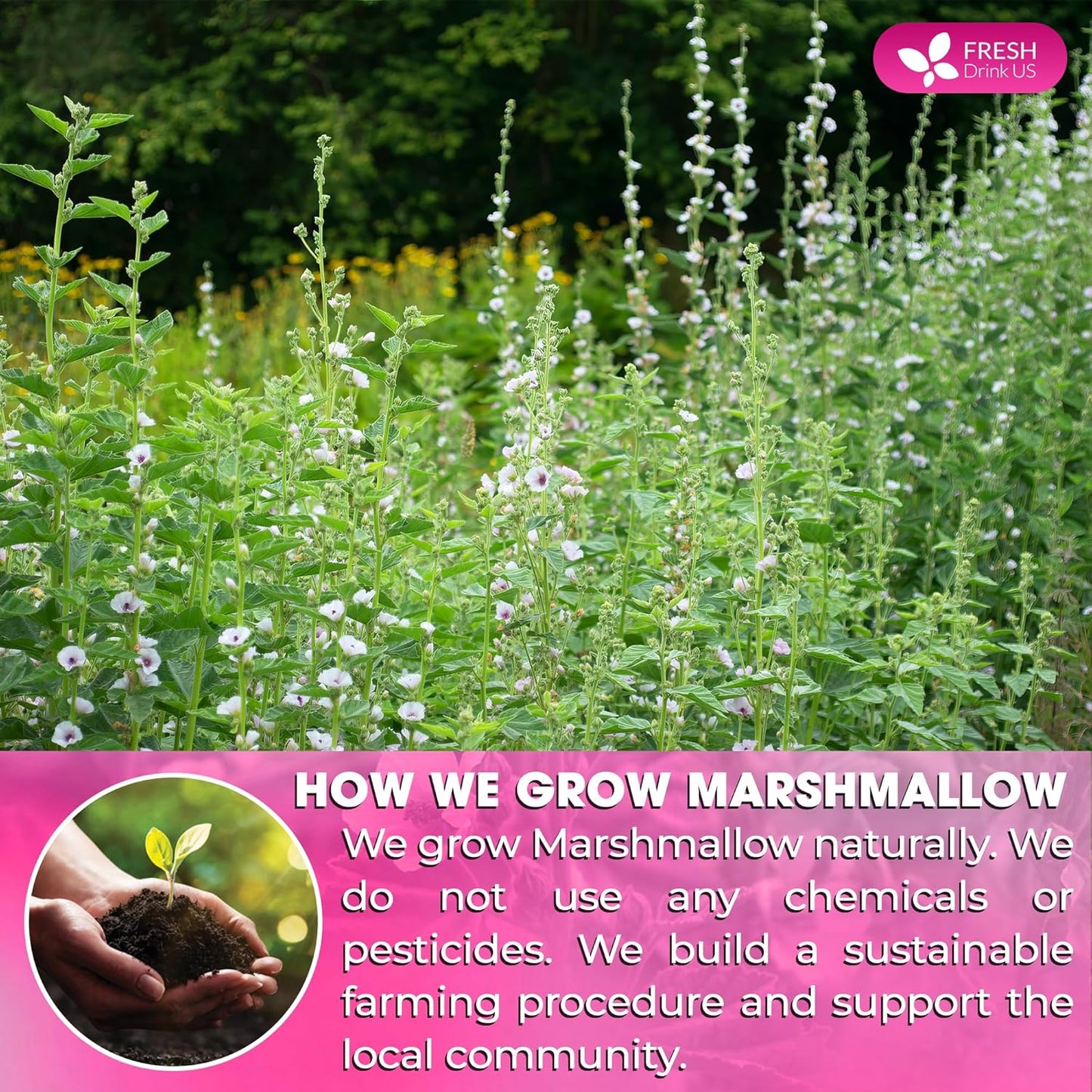 FreshDrinkUS, Premium 55 Marshmallow Root and Leaf Tea Bags, 100% Natural & Pure. Loose Leaf Marshmallow Herbal Tea. Made with Eco-Conscious Tea Bags. No Sugar, No Caffeine, No Gluten, Vegan.