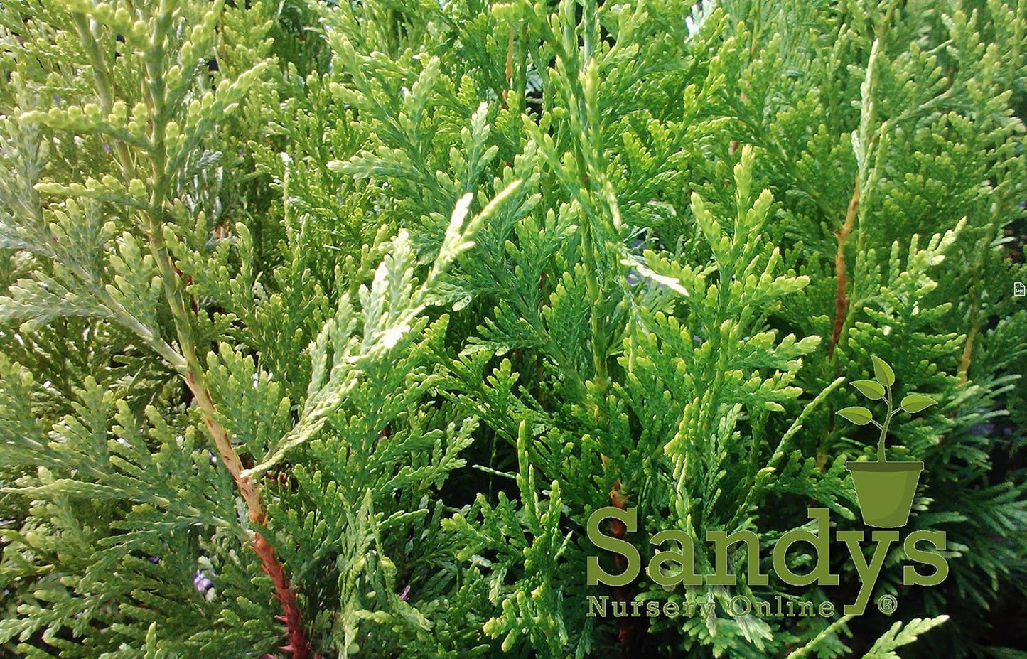 Thuja Green Giant Arborvitae Tree, Lot of 12, Quart Pot